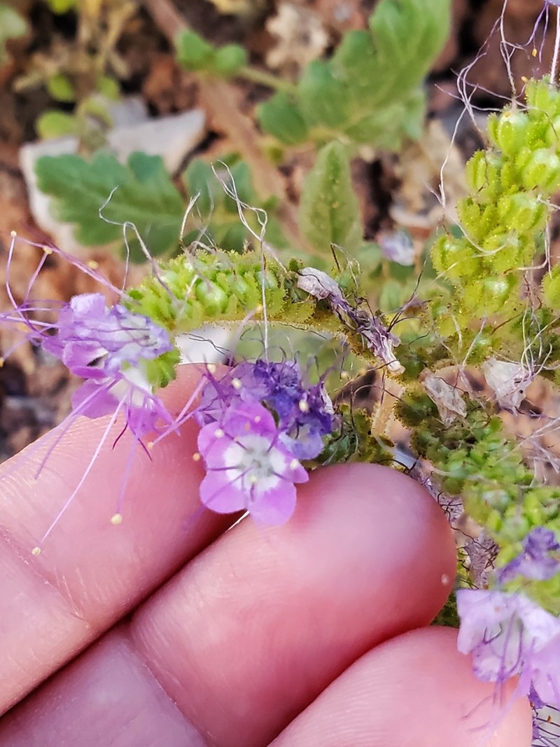 Glandular Phacelia photo 4