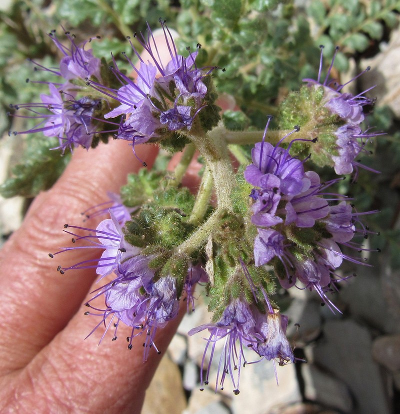 Glandular Phacelia photo 5