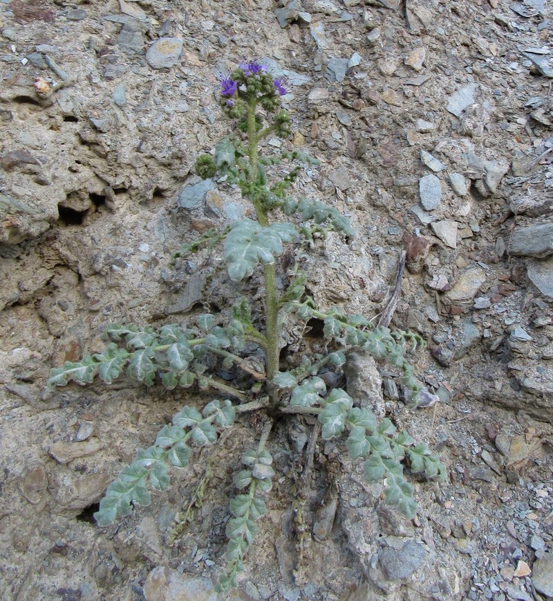 Glandular Phacelia photo 6