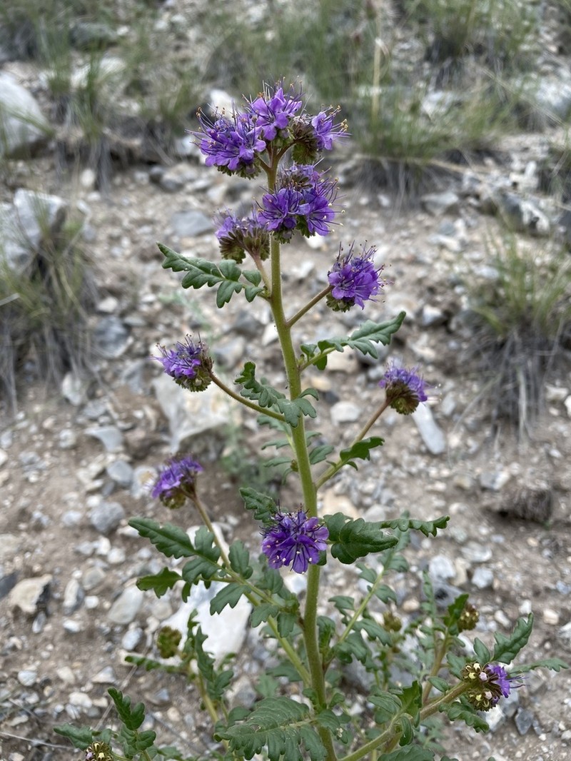 Glandular Phacelia photo 7