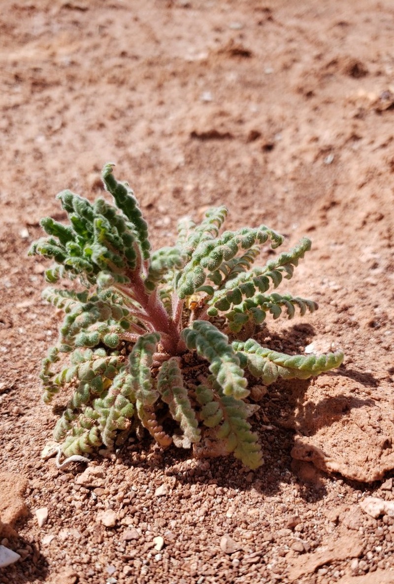 Glandular Phacelia photo 8