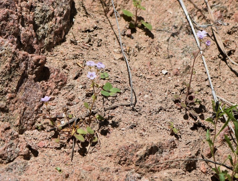 Pennyroyal Leaf Phacelia