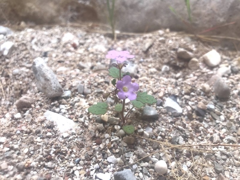 Pennyroyal Leaf Phacelia photo 2