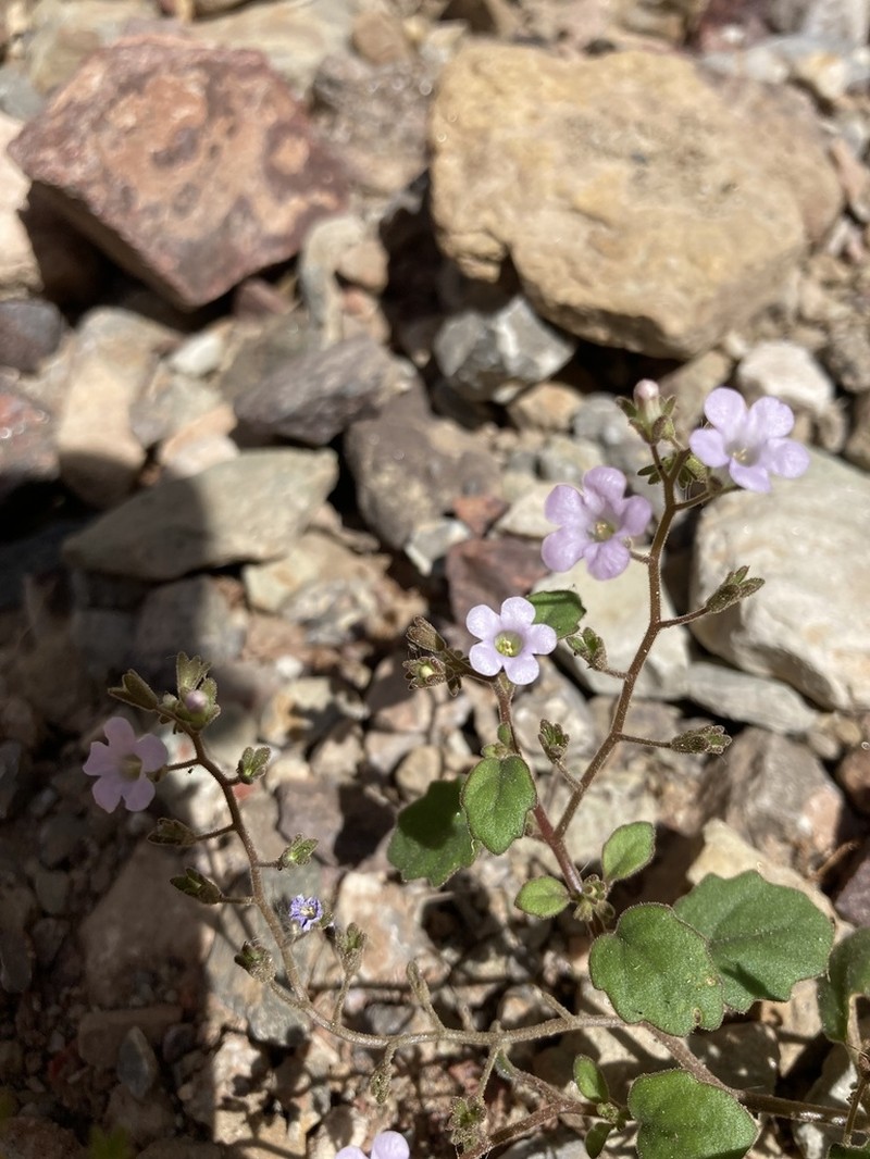 Pennyroyal Leaf Phacelia photo 3