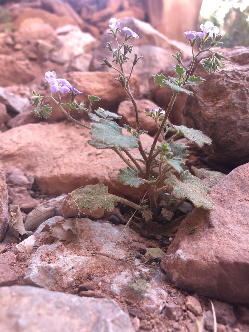 Pennyroyal Leaf Phacelia photo 5