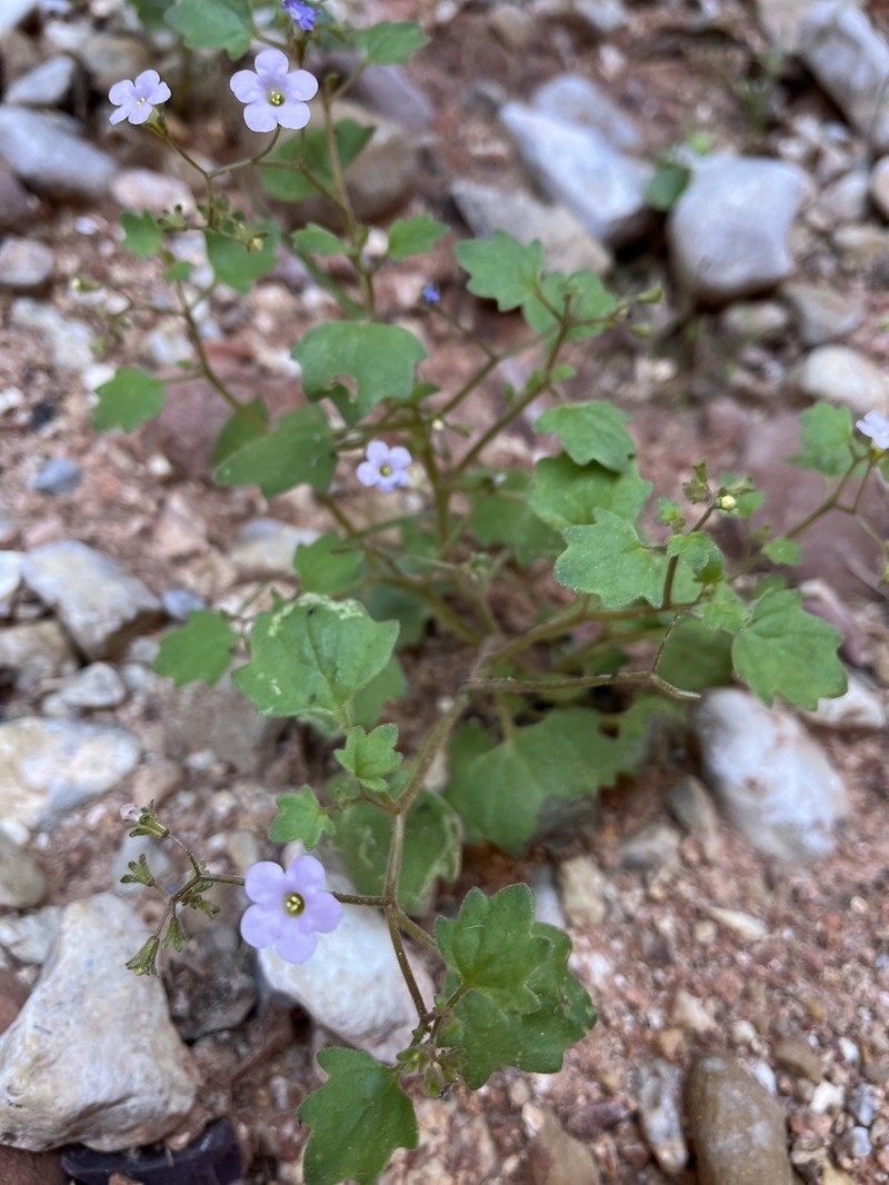 Pennyroyal Leaf Phacelia photo 7