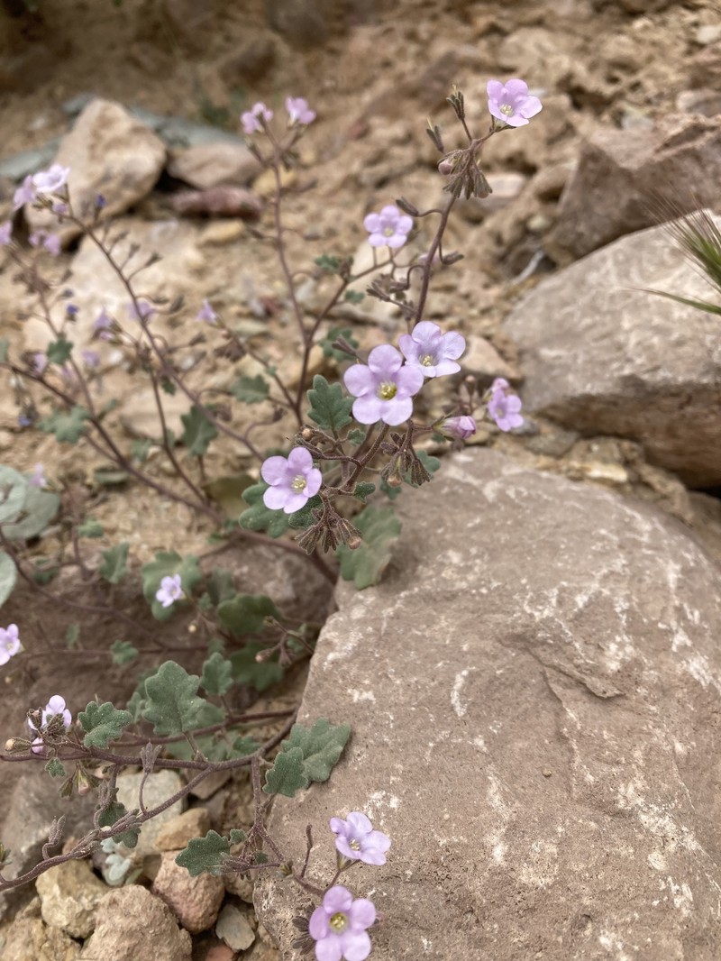 Pennyroyal Leaf Phacelia photo 8