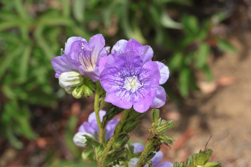 Largeflower Phacelia photo 2