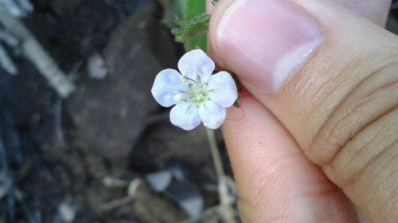 Largeflower Phacelia photo 3