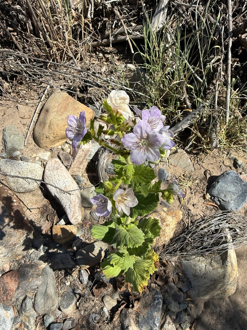 Largeflower Phacelia photo 4