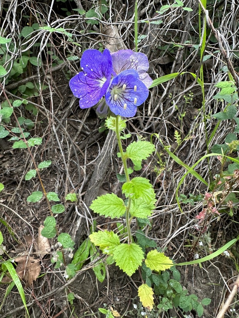 Largeflower Phacelia photo 5
