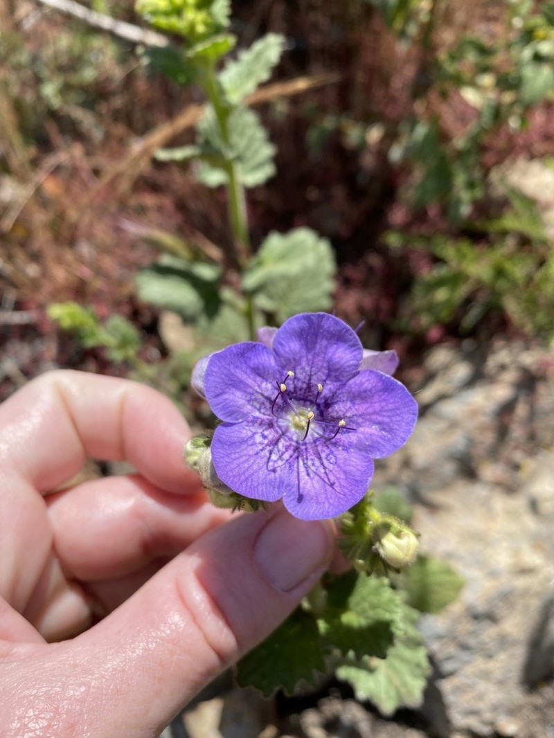 Largeflower Phacelia photo 6