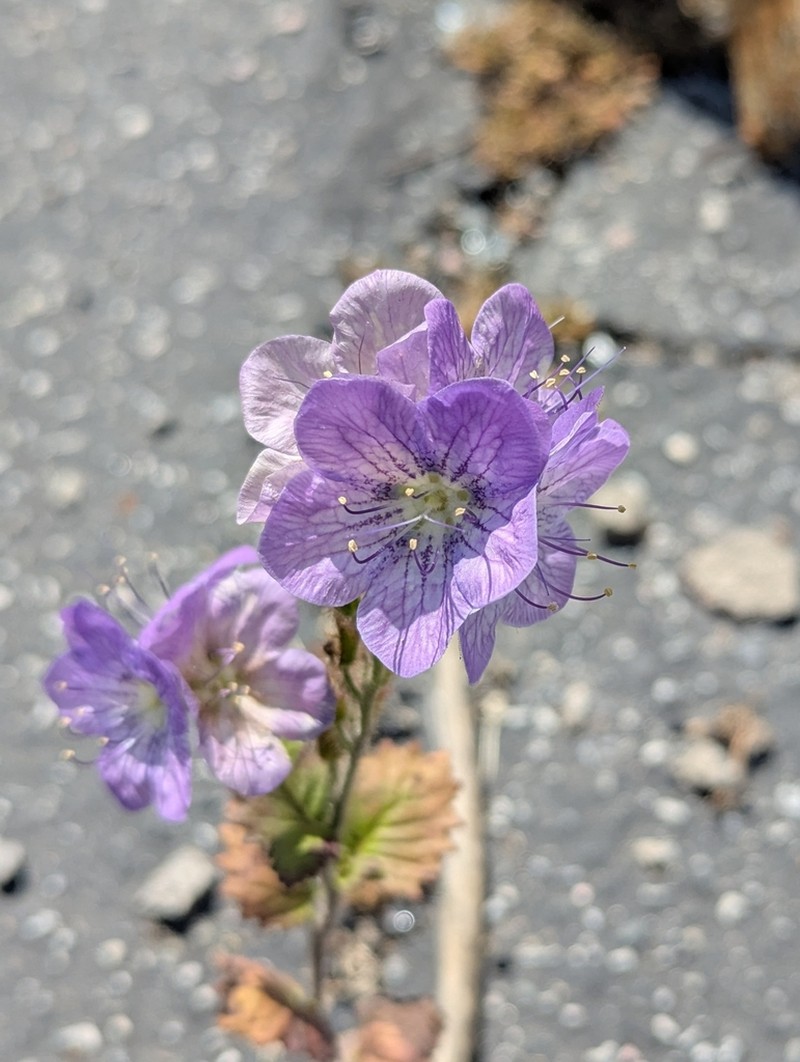 Largeflower Phacelia photo 7