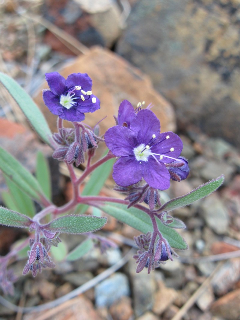 Scott Valley Phacelia