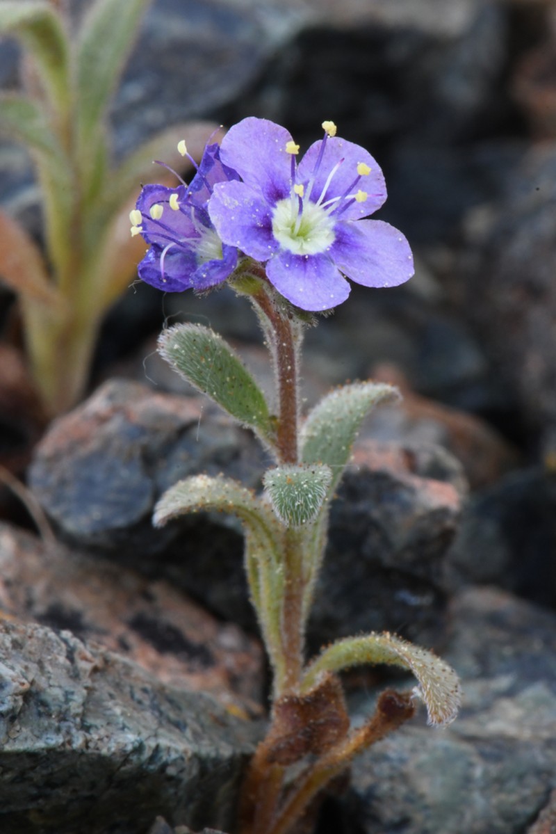 Scott Valley Phacelia photo 2
