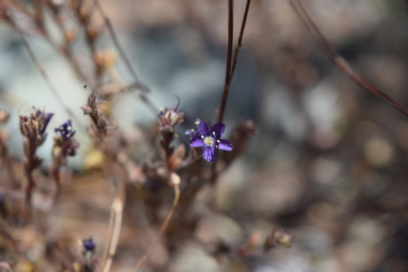 Scott Valley Phacelia photo 3