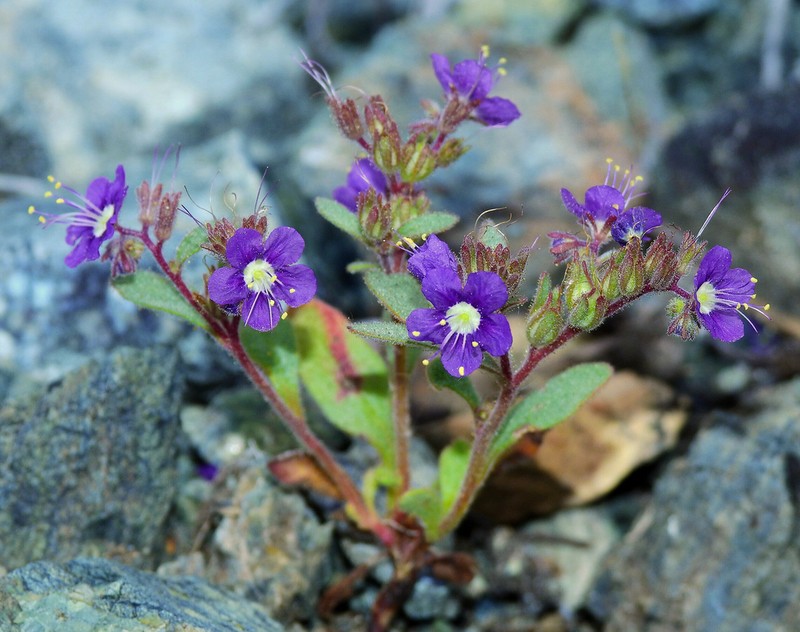 Scott Valley Phacelia photo 4