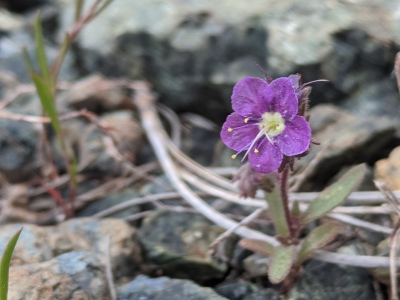 Scott Valley Phacelia photo 5
