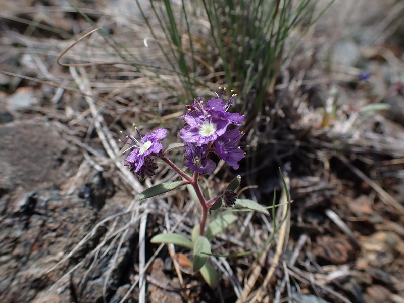 Scott Valley Phacelia photo 6