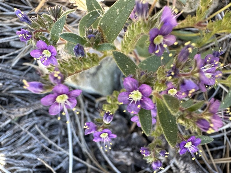 Scott Valley Phacelia photo 7