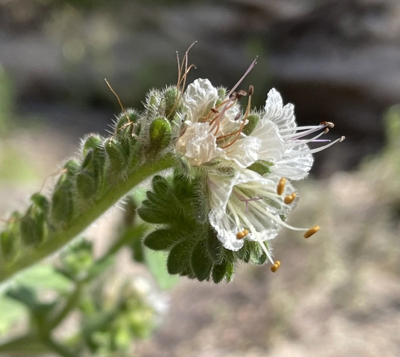 Santa Lucia Phacelia photo 2