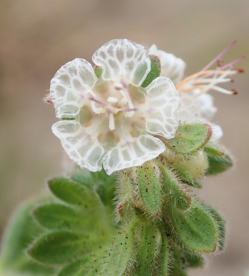 Santa Lucia Phacelia photo 3