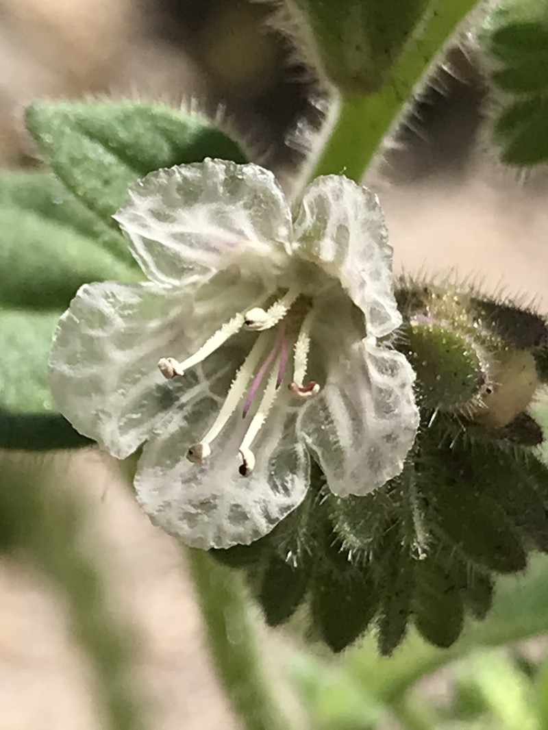 Santa Lucia Phacelia photo 4