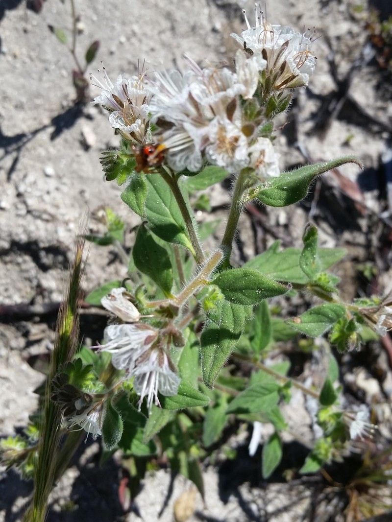 Santa Lucia Phacelia photo 5