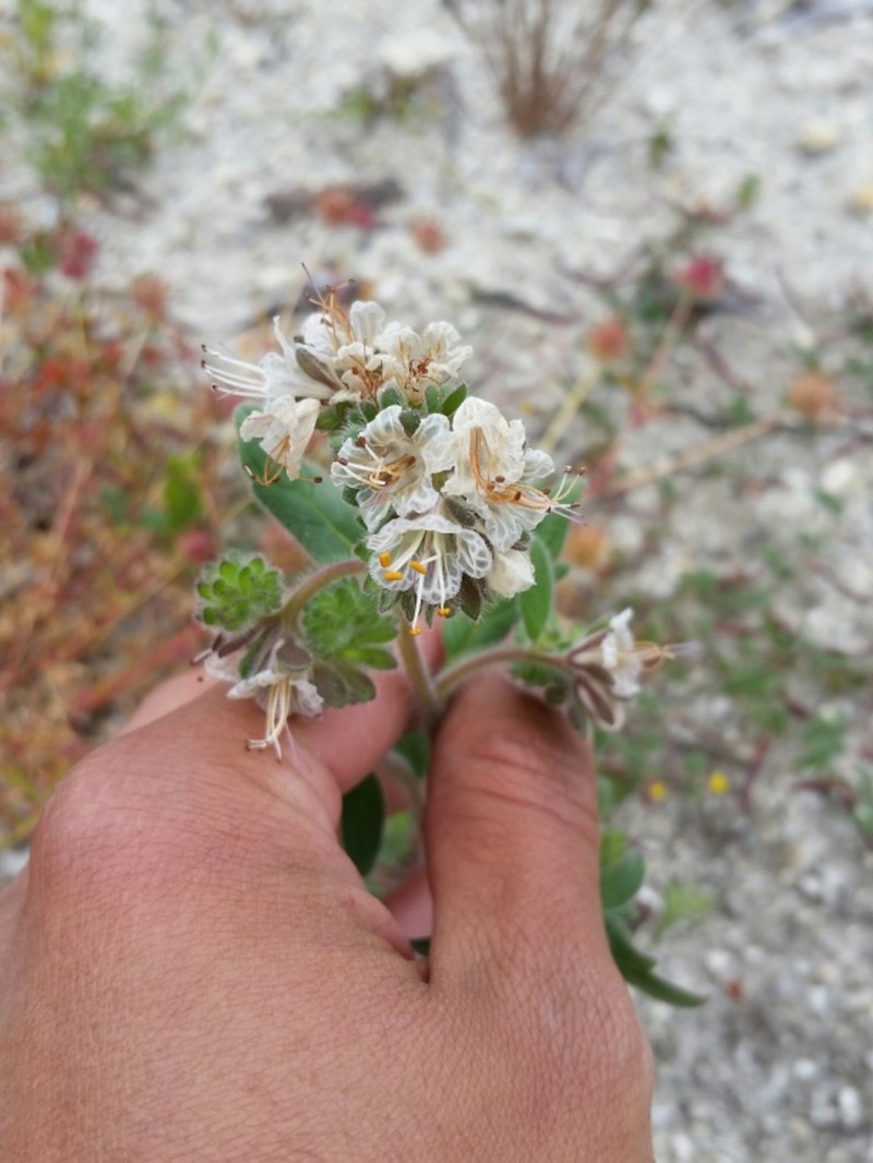 Santa Lucia Phacelia photo 6
