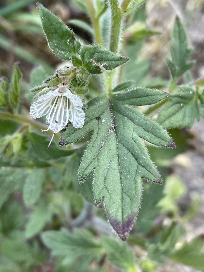 Santa Lucia Phacelia photo 7