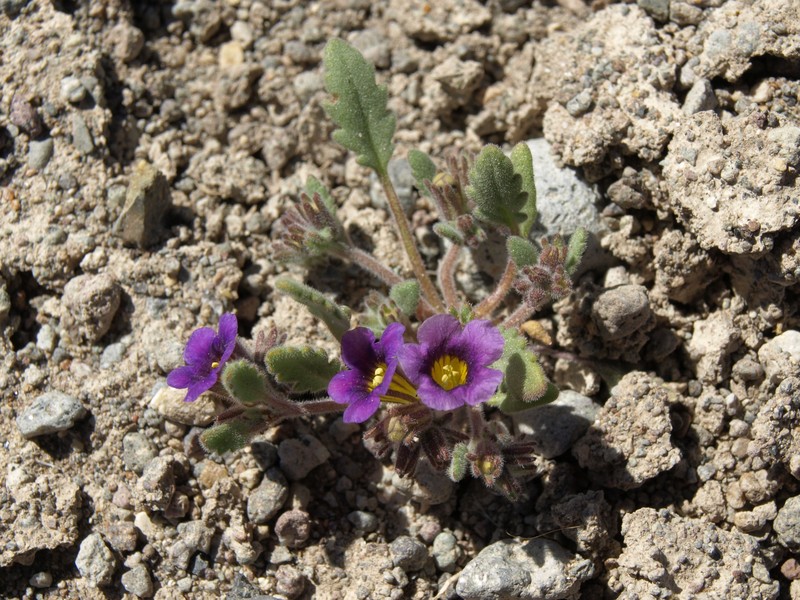 Nakedstem Phacelia photo 2