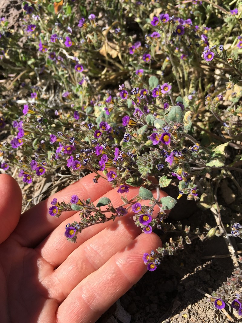 Nakedstem Phacelia photo 4