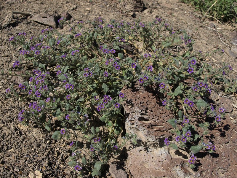 Nakedstem Phacelia photo 5