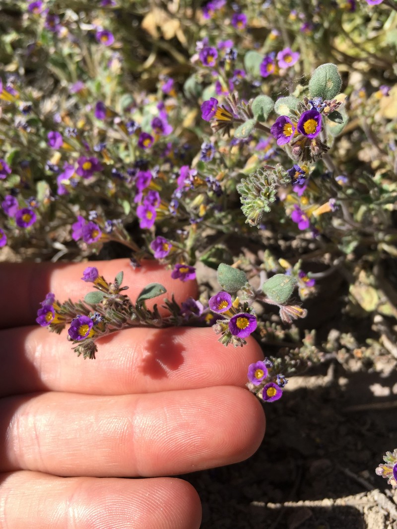 Nakedstem Phacelia