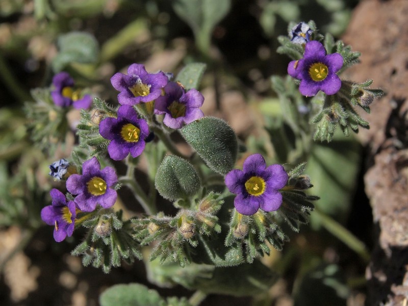 Nakedstem Phacelia photo 6