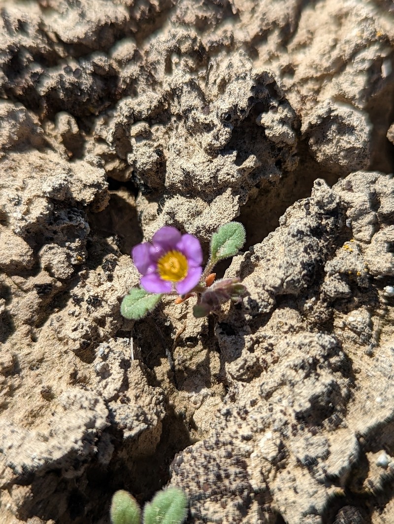 Nakedstem Phacelia photo 3