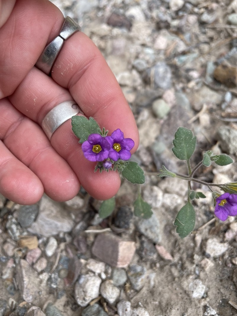 Nakedstem Phacelia photo 4