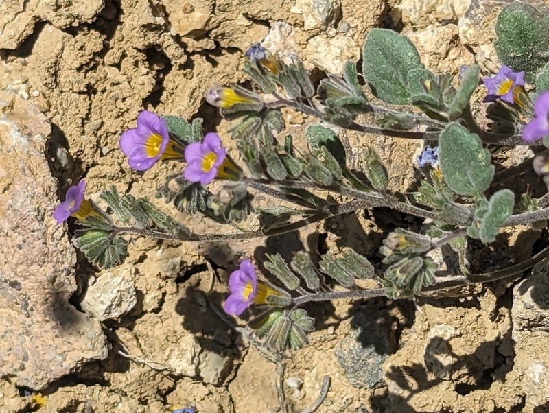 Nakedstem Phacelia photo 5