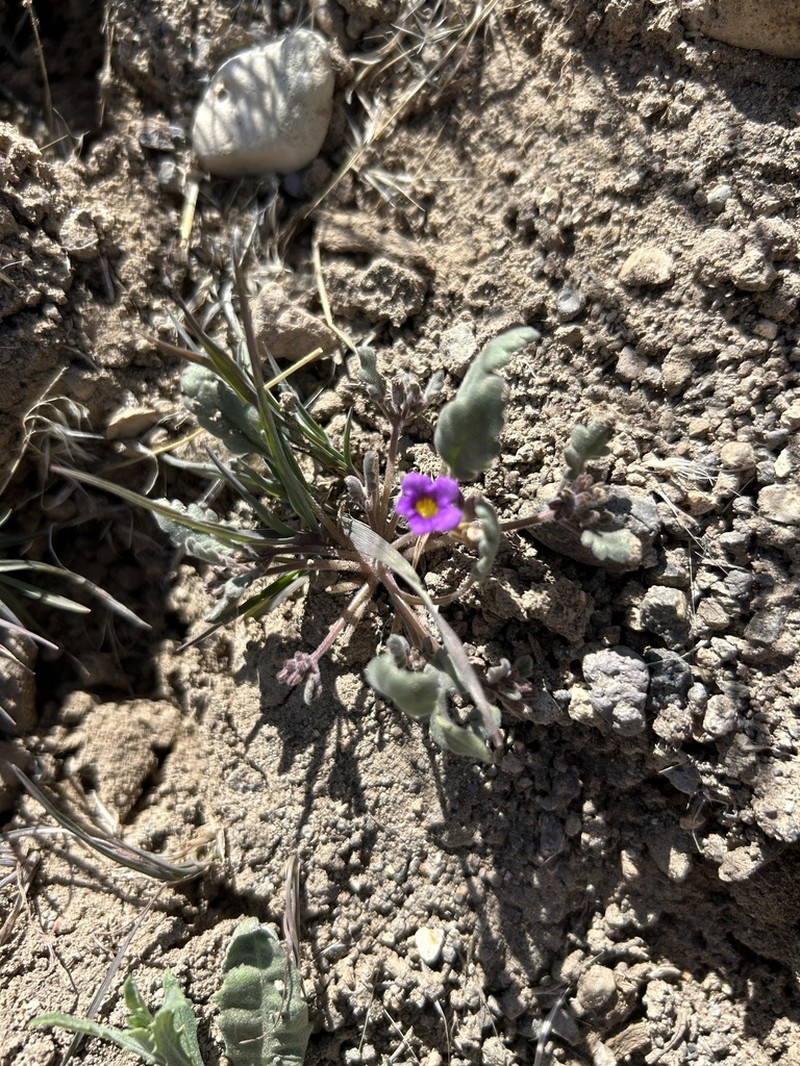 Nakedstem Phacelia photo 7