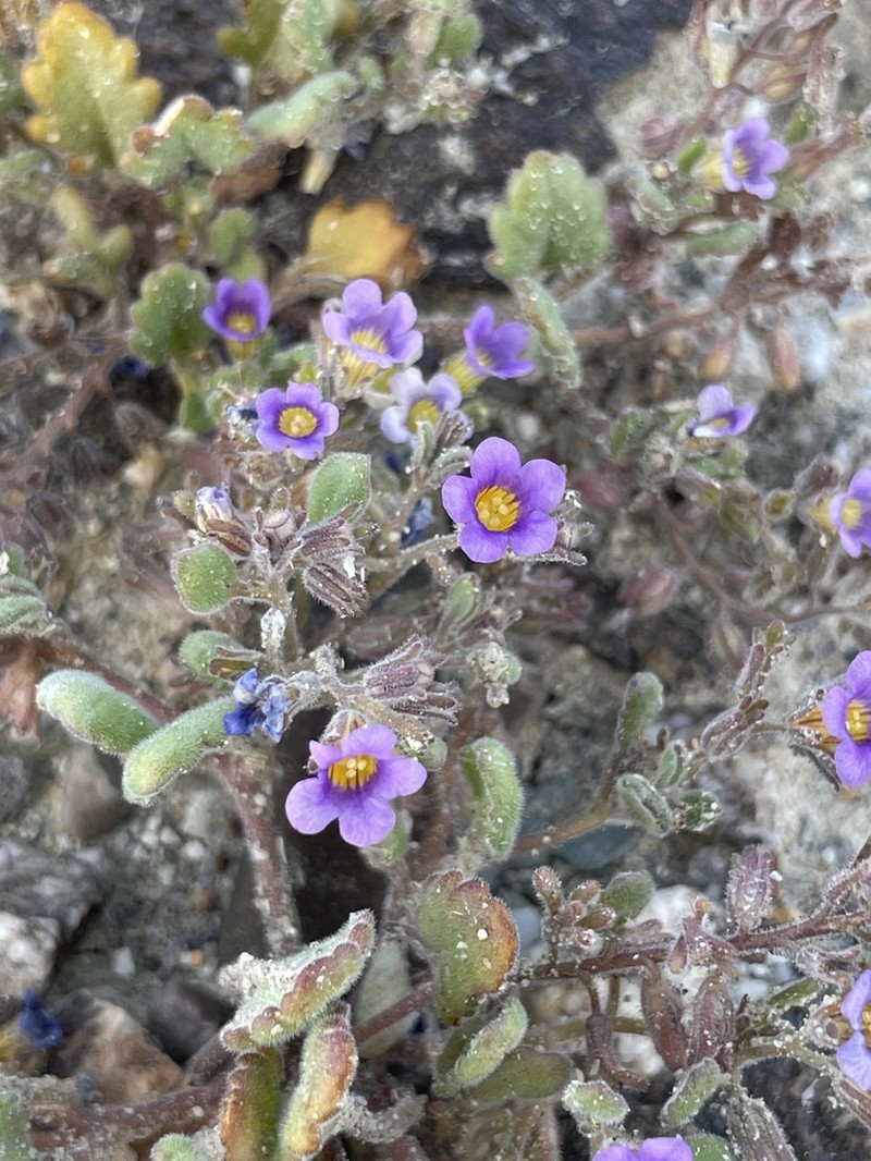 Nakedstem Phacelia photo 8