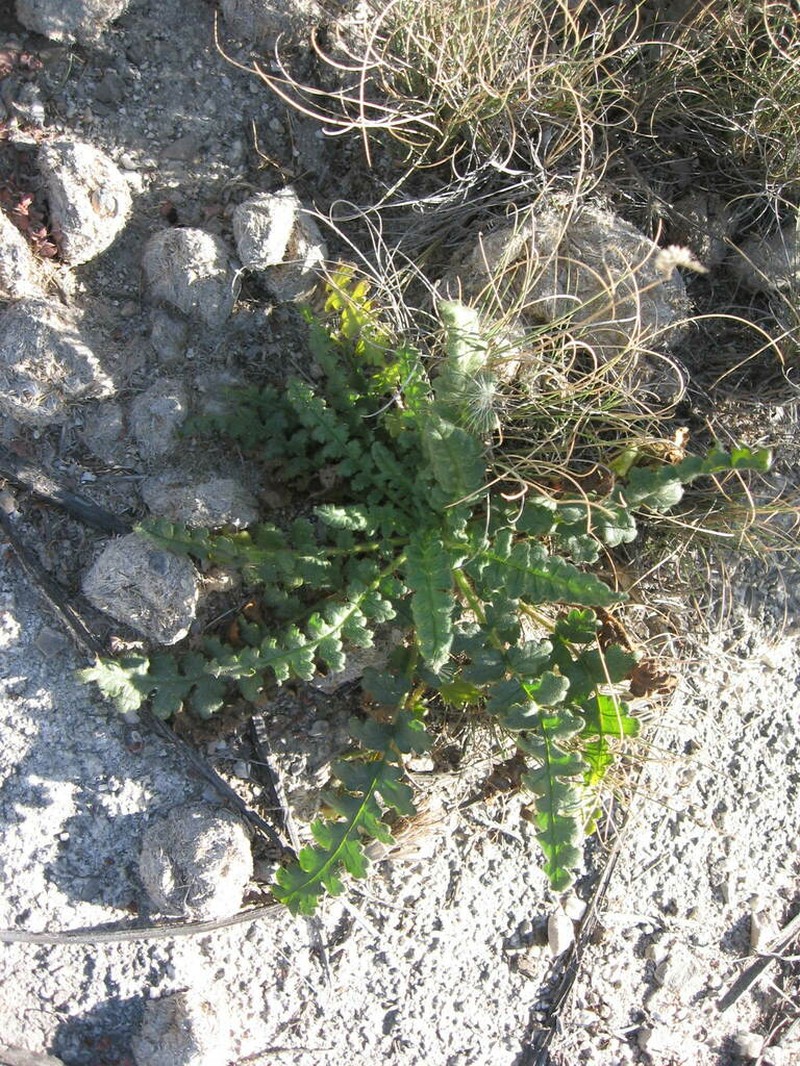 Phacelia gypsogenia
