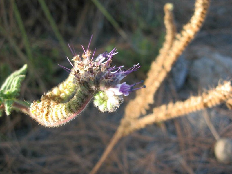 Phacelia gypsogenia photo 2