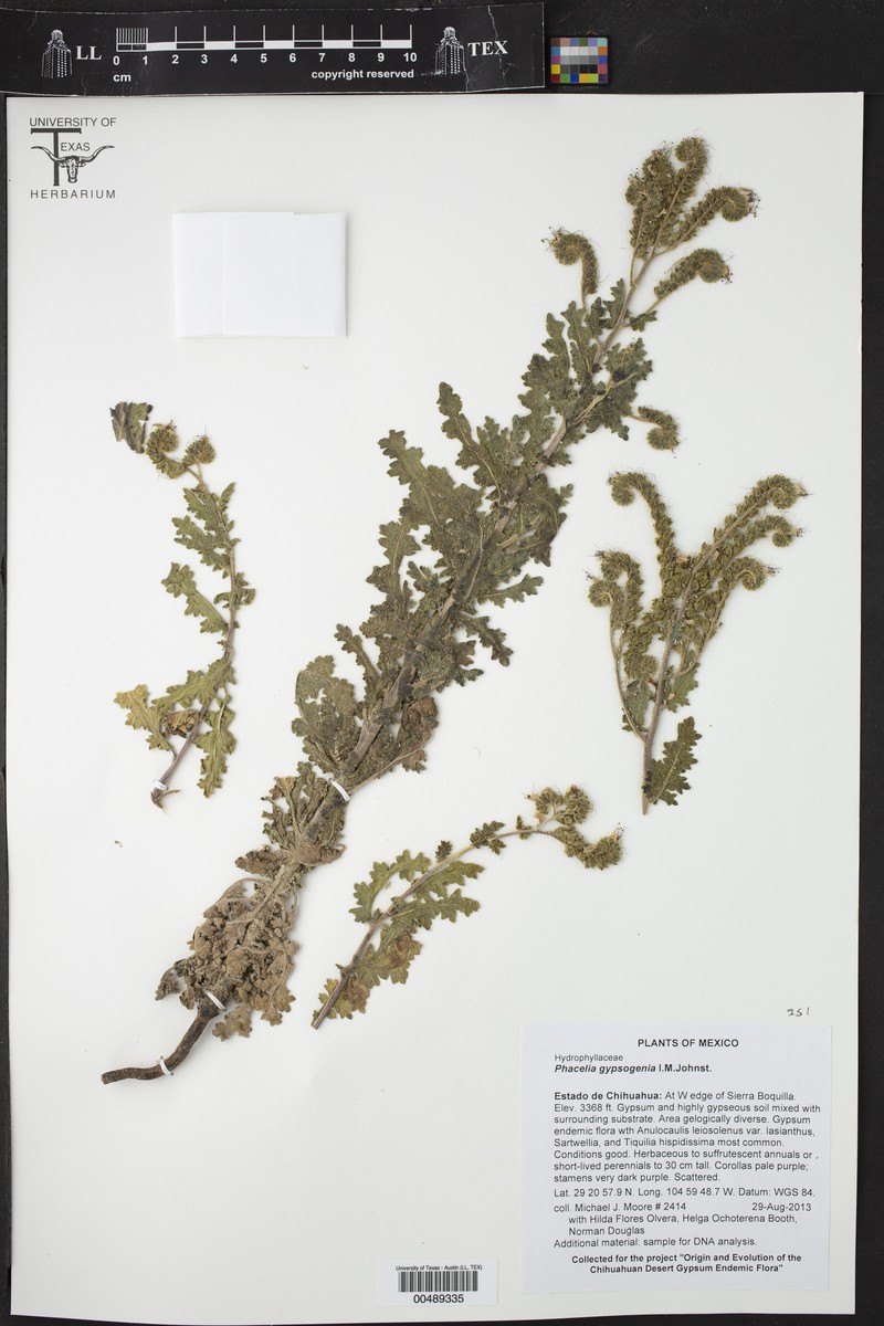 Phacelia gypsogenia photo 3