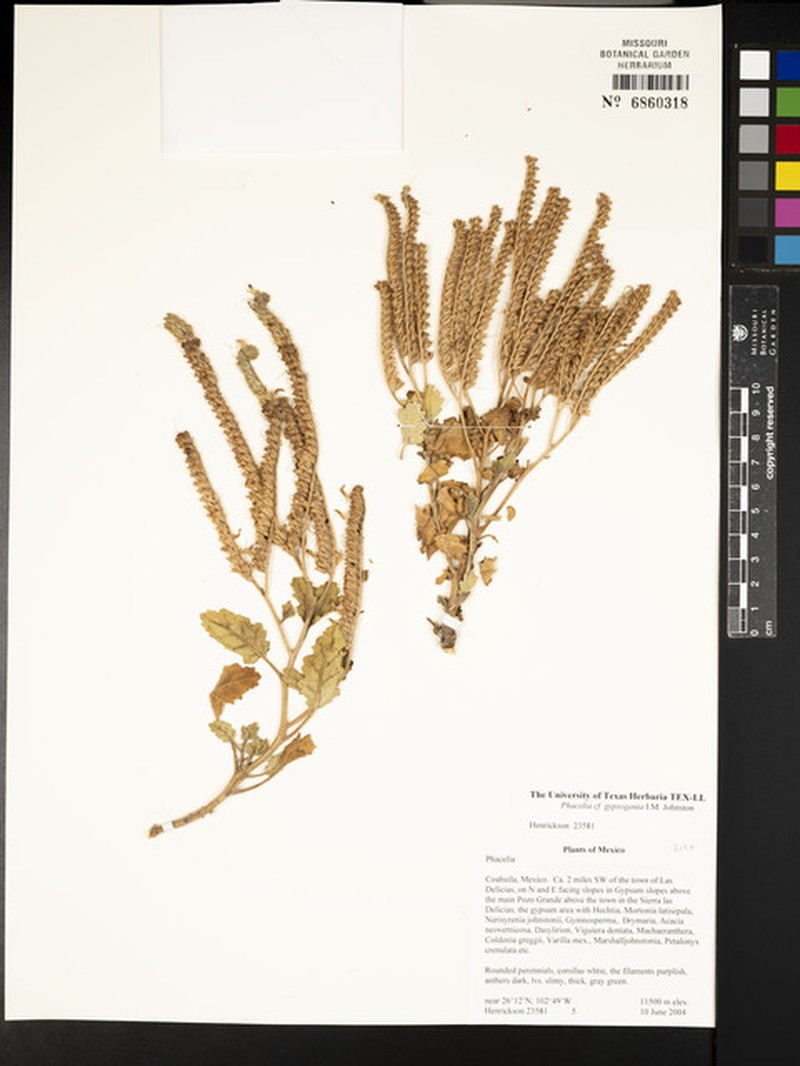 Phacelia gypsogenia photo 4