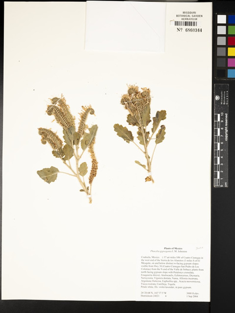 Phacelia gypsogenia photo 5