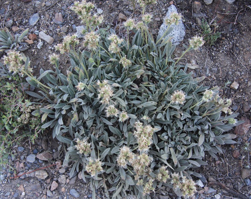 Silverleaf Phacelia photo 3