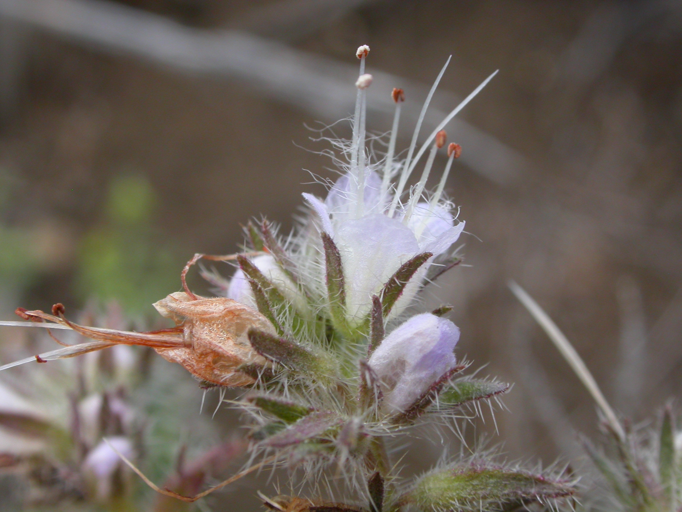 Silverleaf Phacelia photo 4