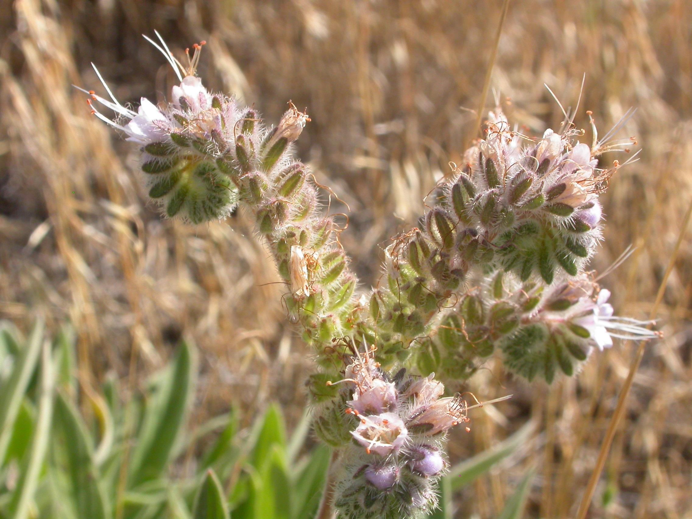 Silverleaf Phacelia