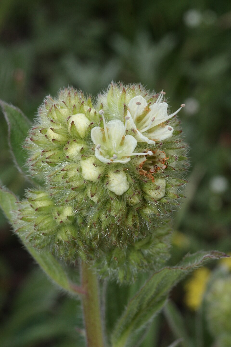 Silverleaf Phacelia photo 5