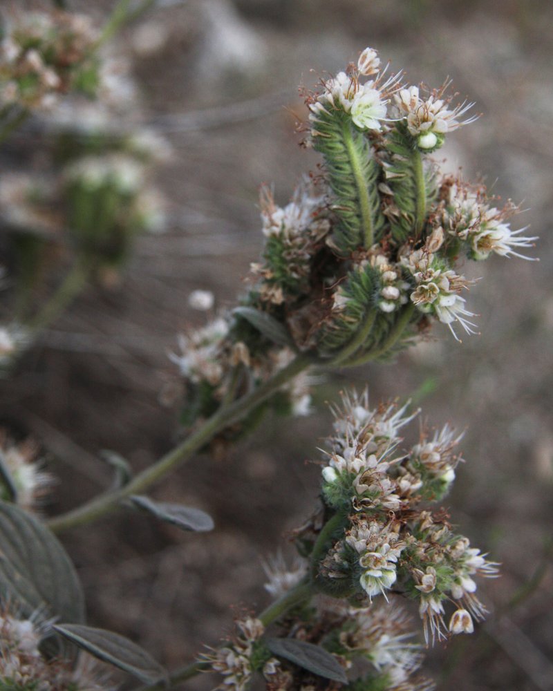 Silverleaf Phacelia photo 6